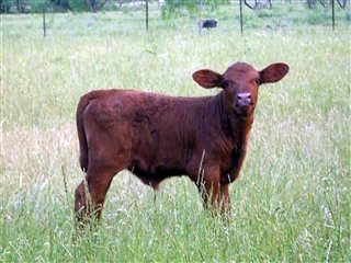 star 5 cattle